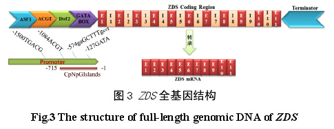 ZDS全基因结构